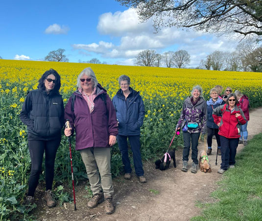 Several ladies walk alongside a yellow field of rape